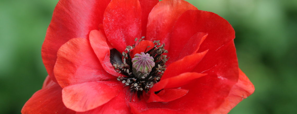 Tango vom Mann in mohn